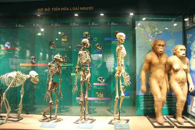 (150829) -- HANOI, Aug. 29, 2015 -- Photo taken on Aug. 29, 2015 shows the presentation of the evolution stages of human beings in Vietnam National Musuem of Nature in Hanoi, Vietnam. Supported by Vietnam Academy of Science and Technology and founded in 2006, the museum has more than 40000 specimens of animals, plants and insects. ) VIETNAM-HANOI-NATIONAL MUSEUM OF NATURE LexYanna 