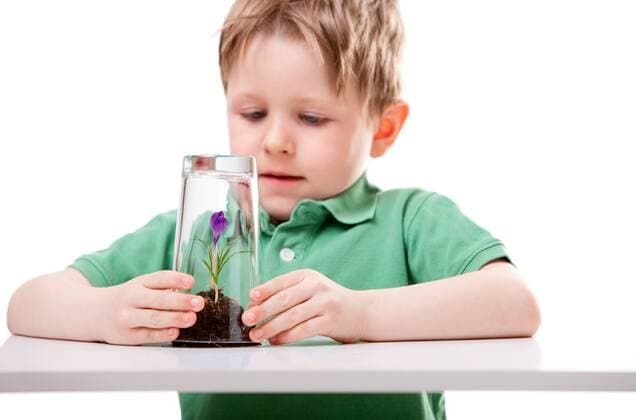 kleiner Junge schuetzt einen Krokus mit einem Glas Little boy protecting young growing flower BLWS238336