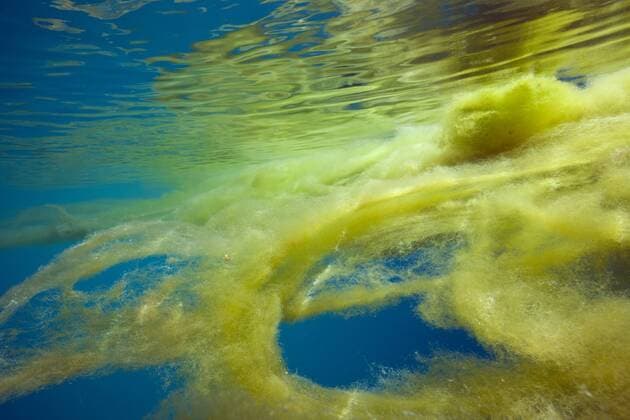 Meeres-Rotz im Ozean, Florida Islands, Salomonen Marine Mucilage in Ocean, Florida Islands, Solomon Islands Meeres-Rotz im Ozean, Salomonen 