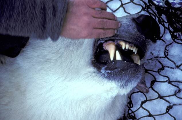 Eisbaer (Ursus maritimus), Naturwissenschaftler untersucht das Gebiss mit Eckzahn eines betaeubten Baeren, Kanada, Manitoba, Churchill polar bear (Ursus maritimus), biologist checking the teeth of a narcotised polar bear, Canada, Manitoba, Churchill BLWS020527