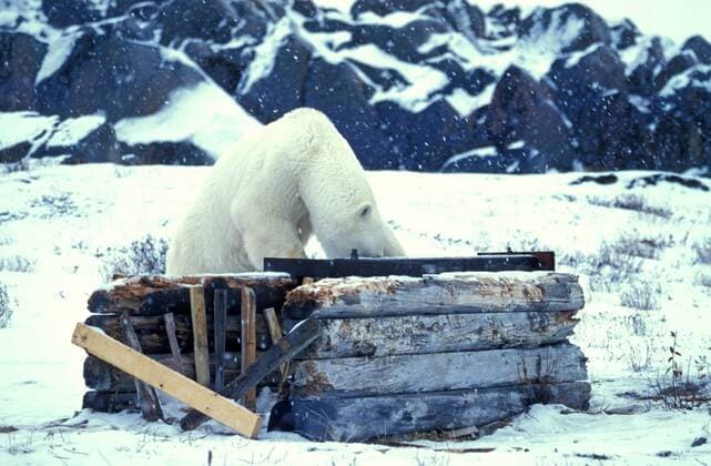 Eisbaer (Ursus maritimus), auf der Falle, Kanada, Manitoba, Churchill polar bear (Ursus maritimus), on the trap, Canada, Manitoba, Churchill BLWS020513