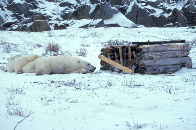 Eisbaer (Ursus maritimus), Mutter und Kinder vor der Eisbaerenfalle, Kanada, Manitoba, Churchill polar bear (Ursus maritimus), female and cubs in front of a trap, Canada, Manitoba, Churchill BLWS020515
