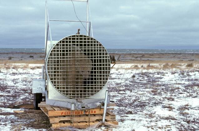 Eisbaer (Ursus maritimus), Eisbaerin der Falle, Kanada, Manitoba, Churchill polar bear (Ursus maritimus), polar bear in a trap, Canada, Manitoba, Churchill BLWS020517