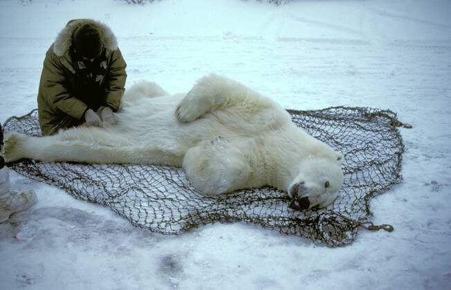 Eisbaer (Ursus maritimus), betaeubter Eisbaer liegt am Boden und wird von Biologen untersucht, Kanada, Manitoba, Churchill polar bear (Ursus maritimus), anesthetized, Canada, Manitoba, Churchill BLWS020523