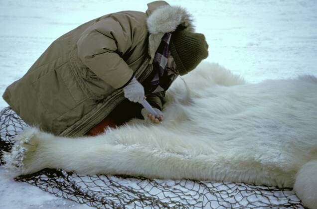 TECHNIK UND WISSENSCHAFT Fotostory: Eisbär-Untersuchung in Kanada Eisbaer (Ursus maritimus), betaeubter Eisbaer liegt am Boden und wird von Biologen untersucht, Kanada, Manitoba, Churchill polar bear (Ursus maritimus), anesthetized, Canada, Manitoba, Churchill BLWS020526