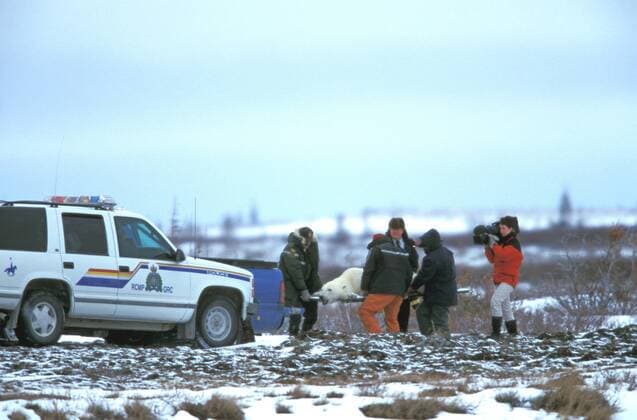 TECHNIK UND WISSENSCHAFT Fotostory: Eisbär-Untersuchung in Kanada Eisbaer (Ursus maritimus), betaeubter Eisbaer wird auf Trage transportiert, Kanada, Manitoba, Churchill polar bear (Ursus maritimus), anesthetized bear transportet on barrow, Canada, Manitoba, Churchill BLWS020528