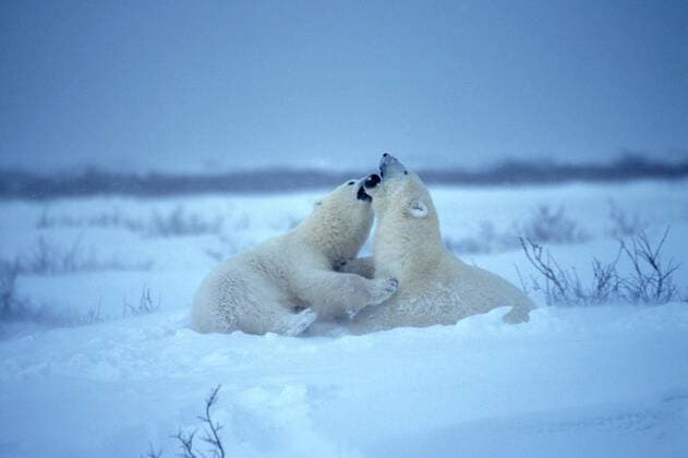 TECHNIK UND WISSENSCHAFT Fotostory: Eisbär-Untersuchung in Kanada Eisbaer (Ursus maritimus), zwei kaempfende Tiere, Kanada, Manitoba, Churchill polar bear (Ursus maritimus), two fighting animals, Canada, Manitoba, Churchill BLWS020510