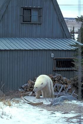 TECHNIK UND WISSENSCHAFT Fotostory: Eisbär-Untersuchung in Kanada Eisbaer (Ursus maritimus), in Siedlung, Kanada, Manitoba, Churchill polar bear (Ursus maritimus), in settlement, Canada, Manitoba, Churchill BLWS020512