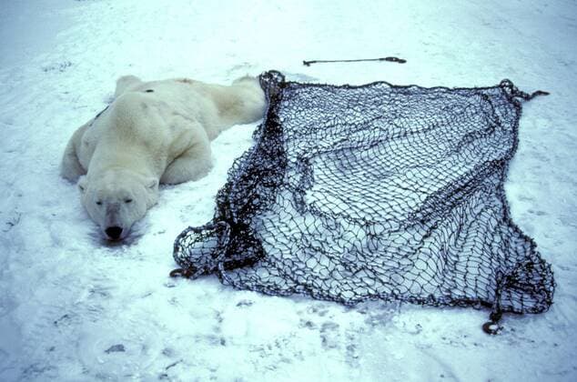 TECHNIK UND WISSENSCHAFT Fotostory: Eisbär-Untersuchung in Kanada Eisbaer (Ursus maritimus), betaeubter Eisbaer liegt am Boden, Kanada, Manitoba, Churchill polar bear (Ursus maritimus), anesthetized, Canada, Manitoba, Churchill BLWS020522