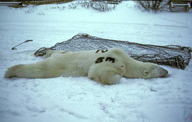 TECHNIK UND WISSENSCHAFT Fotostory: Eisbär-Untersuchung in Kanada Eisbaer (Ursus maritimus), betaeubter Eisbaer liegt am Boden, Kanada, Manitoba, Churchill polar bear (Ursus maritimus), anesthetized, Canada, Manitoba, Churchill BLWS020524