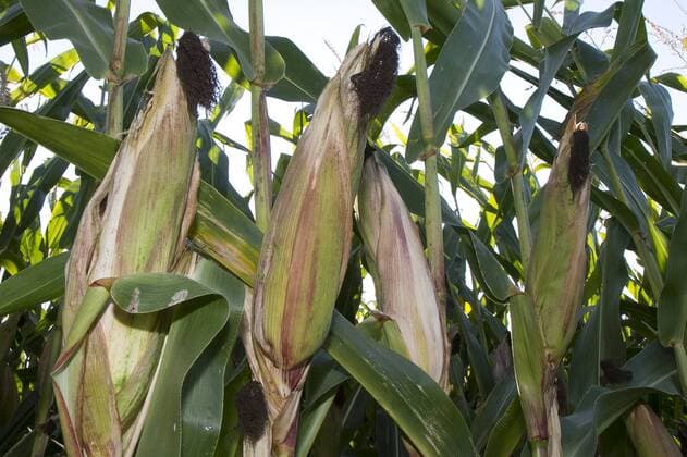 Winden Themenbild - Landwirtschaft, Maisfeld, Maisanbau Featurebild, Themenbild , Copyright: Fleig Eibner-Pressefoto EP_DFG