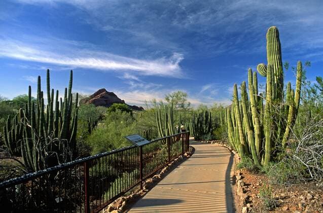 The DESERT BOTANICAL GARDEN in PHOENIX ARIZONA has the largest collection of desert plants in the US McPLOV McPLOV