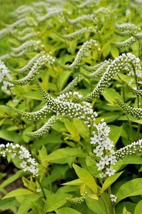  Schnee-Felberich (Lysimachia clethroides), Blütenstand, Nordrhein-Westfalen, Deutschland, Europa Copyright: imageBROKER/Frederik ibxrba04213519.jpg
