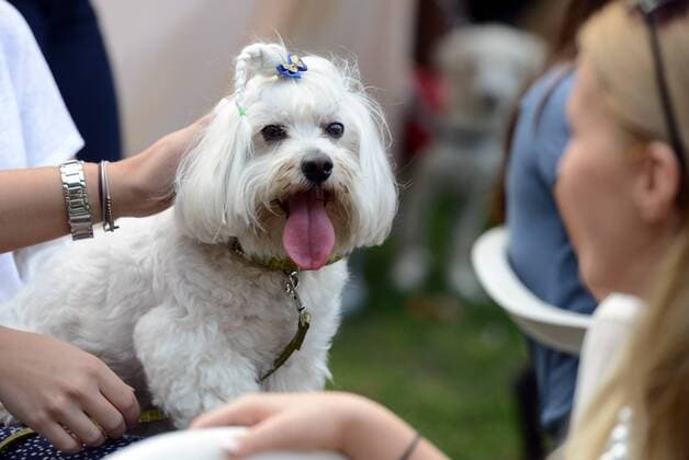 Garden of Eden of Angels Museum held a concert for pets 16.09.2015., Croatia, Varazdin - Garden of Eden of Angels Museum held a concert for pets. The concert was attended by singer Sanja Dolezal and Minister of Social Welfare and Youth Milanka Opacic with her dog Jumper.  MarkoxJurinec PIXSELL