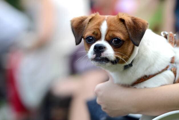 Garden of Eden of Angels Museum held a concert for pets 16.09.2015., Croatia, Varazdin - Garden of Eden of Angels Museum held a concert for pets. The concert was attended by singer Sanja Dolezal and Minister of Social Welfare and Youth Milanka Opacic with her dog Jumper.  MarkoxJurinec PIXSELL