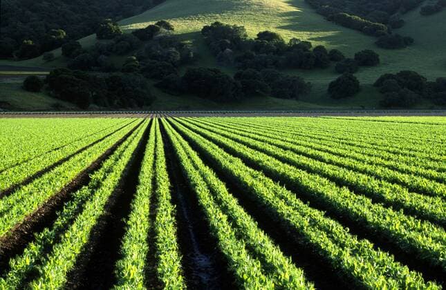 IMAGO Nature: Unsere Erde, Klimawandel, Ernährung, Pflanzen der Zukunft, Futtererbse Erbse, Gartenerbse, Garten-Erbse (Pisum sativum), growing in rows, USA, Kalifornien, Salinas Valley garden pea (Pisum sativum), in Reihen gepflanzt, USA, California, Salinas Valley BLWS090465