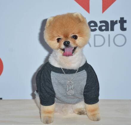 Las Vegas, Nevada, United States of America - Jif the pomeranian attends the 2015 iHeartRadio Music Festival on September 18, 2015 at MGM Grand Arena in Las Vegas, Nevada. Las Vegas United States of America - ZUMAt114