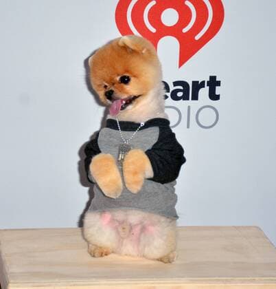 Las Vegas, Nevada, United States of America - Jif the pomeranian attends the 2015 iHeartRadio Music Festival on September 18, 2015 at MGM Grand Arena in Las Vegas, Nevada. Las Vegas United States of America - ZUMAt114
