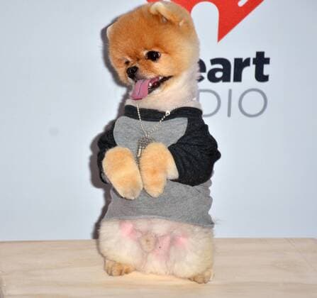 Las Vegas, Nevada, United States of America - Jif the pomeranian attends the 2015 iHeartRadio Music Festival on September 18, 2015 at MGM Grand Arena in Las Vegas, Nevada. Las Vegas United States of America - ZUMAt114