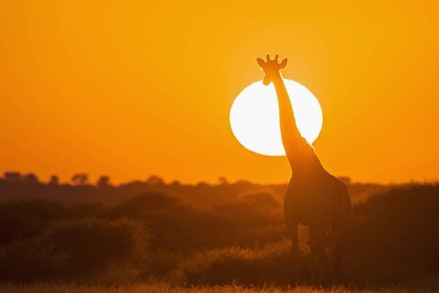 Botswana, Kalahari, Central Kalahari Game Reserve, giraffe at sunrise  FOF008266