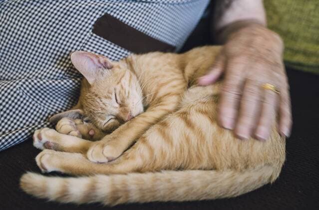 Senior woman stroking sleeping tabby kitten on the couch model released Symbolfoto property released  RAEF000380