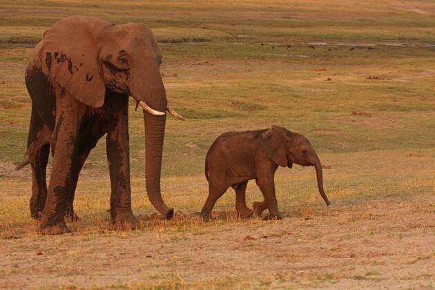 Afrikanischer Elefant (Loxodonta africana), Mutter mit Jungtier, Botswana, Chobe Nationalpark African elephant (Loxodonta africana), mother with pup, Botswana, Chobe National Park BLWS266927