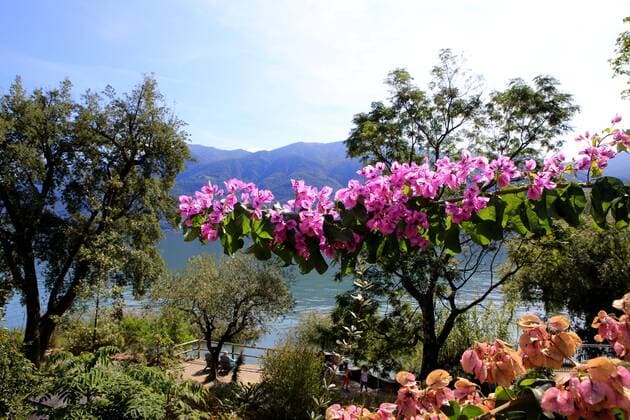 Blumen auf den Brissago-Inseln. Die Brissago-Inseln ( italienisch Isole di Brissago ) liegen auf der Schweizer Seite des Langensees, etwa 2,5 km von Brissago und 3,5 km von Ascona entfernt. Isole di Brissago