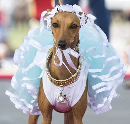 (150927) -- TORONTO, Sept. 27, 2015 -- A dressed up pet dog is seen on stage during the fashion show event of the 2015 Woofstock at Woodbine Park in Toronto, Canada, Sept. 27, 2015. Woofstock is the largest outdoor festival for dogs in North America. ) CANADA-TORONTO-WOOFSTOCK-PET DOG-FASHION SHOW ZouxZheng 