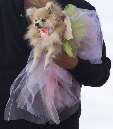 (150927) -- TORONTO, Sept. 27, 2015 -- A model displays a dressed up pet dog on stage during the fashion show event of the 2015 Woofstock at Woodbine Park in Toronto, Canada, Sept. 27, 2015. Woofstock is the largest outdoor festival for dogs in North America. ) CANADA-TORONTO-WOOFSTOCK-PET DOG-FASHION SHOW ZouxZheng 