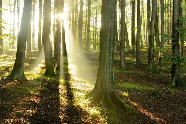  Sonnenlicht im naturnahen Buchenwald (Fagus sp.), Stubnitz, Nationalpark Jasmund, Insel Rügen, Mecklenburg-Vorpommern, Deutschland, Europa Copyright: imageBROKER/AndreasxVitting iblavi04233296.jpg