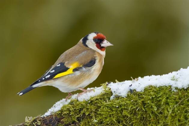 Stieglitz, Distelfink (Carduelis carduelis), sitzt auf schneebedecktem Moos, Vogel des Jahres 2016, Deutschland Eurasian goldfinch (Carduelis carduelis), sitting on snowy moss, Germany BLWS340571