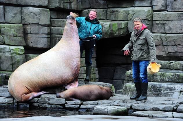 Walrossmutter Polosa (19), mit Tochter Loki (5.Juni geb.) und Taufpate Jörg Pilawa. Taufpate Jörg Pilawa bei derTaufe des Walross-Jungtieres Loki im Hagenbeck Tierpark in Hamburg. Hamburg 13.10.2015