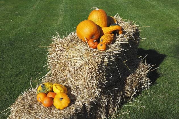 Dekoration zum Erntedankfest, Kuerbisse auf einem Strohballen, Riesen-Kuerbis, Speisekuerbis, Cucurbita maxima, Hokkaidokuerbis, Gartenkuerbis, Cucurbita pepo Dekoration zum Erntedankfest, Kuerbisse auf einem Strohballen, Riesen-Kuerbis, Speisekuerbis, Cucurbita maxima, Hokkaidokuerbis, Gartenkuerbis, Cucurbita pepo, Thanksgiving Day decoration, pumpkins on a straw bale, Cucurbita maxima, Hokkaido Red kuri squash, summer squash, Cucurbita pepo