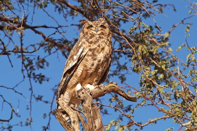 Fleckenuhu auf Sitzwarte, (Bubo africanus) McPMOS McPMOS