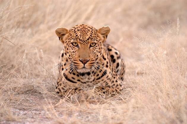 Leopard auf Nahrungssuche McPMOS McPMOS