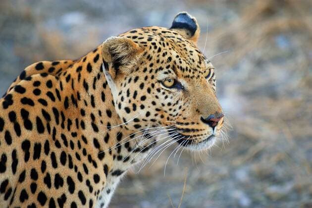 Leopard auf Nahrungssuche McPMOS McPMOS