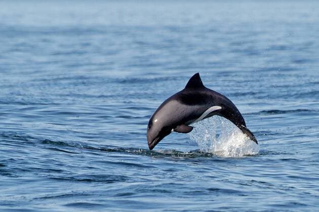 Springender Delphin, BLau-Weisser Delfin McPMOS McPMOS