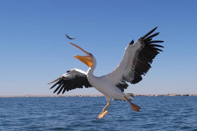 Rosapelikan bei der Fuetterung, (Pelecanus onocrotalus) McPMOS McPMOS