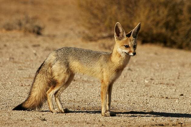 Kapfuchs steht in der Abendsonne Bernd Wasiolka Bernd Wasiolka