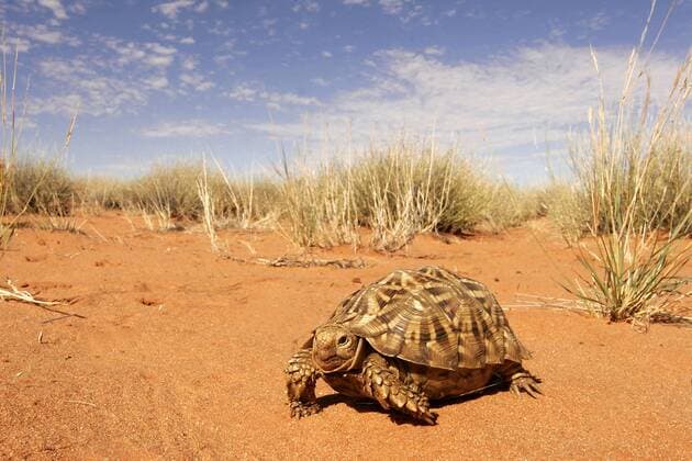 Landschildkroete Bernd Wasiolka Bernd Wasiolka