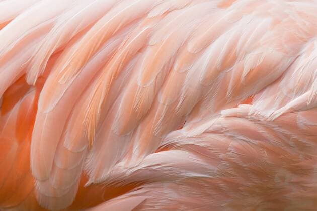 Feathers of pink flamingo, close-up  ERLF000023
