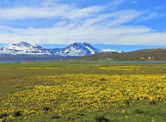 Sumpf-Dotterblume, Sumpfdotterblume (Caltha palustris), bluehende Sumpfdotterblumen, Fruehling in Nordnorwegen, Norwegen, Troms, Tisnes marsh marigold (Caltha palustris), blooming marsh marigolds, spring in the North of Norway, Norway, Troms, Tisnes BLWS407039