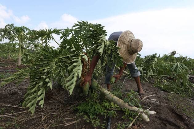 Oct. 25, 2015 - Mexico - A farmer harvests papaya fruit from the uprooted plant in Michoacan s coast. Hurricane Patricia hit the southwestern Mexico and Categorized as storm 5, bringing lashing rains, surging seas and cyclonic winds hours after it peaked, it is one of the strongest storms ever recorded. Mexico - ZUMAp133