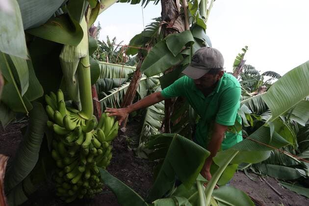 Oct. 25, 2015 - Mexico - A farmer checks his banana after hurricane Patricia hit his plantation in Michoacan s coast. Hurricane Patricia hit the southwestern Mexico and Categorized as storm 5, bringing lashing rains, surging seas and cyclonic winds hours after it peaked, it is one of the strongest storms ever recorded. Mexico - ZUMAp133