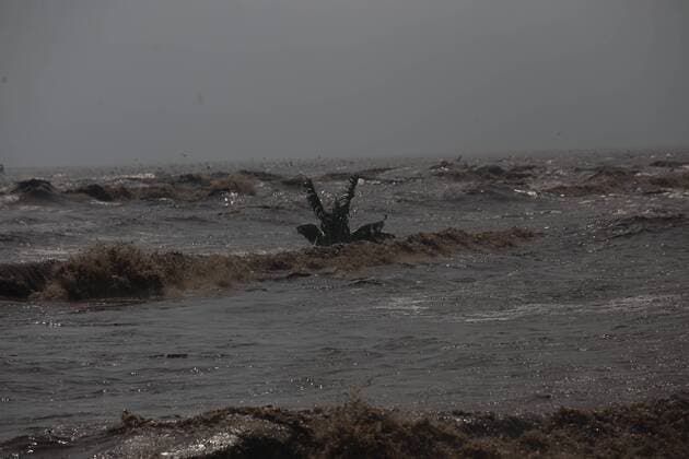 Oct. 25, 2015 - Mexico - A banana plant carried by the current of the sea after hurricane Patricia hit Michoacan s coast. Hurricane Patricia hit the southwestern Mexico and Categorized as storm 5, bringing lashing rains, surging seas and cyclonic winds hours after it peaked, it is one of the strongest storms ever recorded. Mexico - ZUMAp133