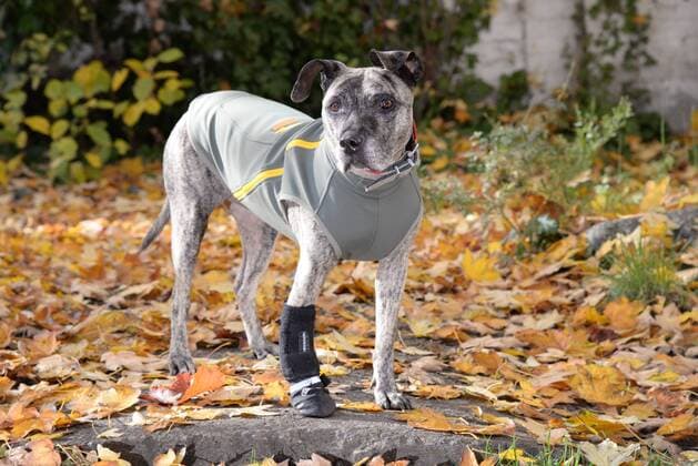 Das Berliner Start-up ãhappystaffy.meÒ bietet maßgeschneiderte Mode für den Hund. Hündin Chica (12)