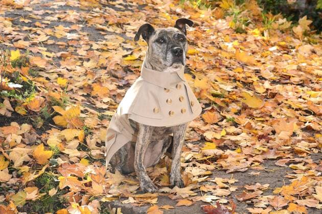 Das Berliner Start-up ãhappystaffy.meÒ bietet maßgeschneiderte Mode für den Hund. Hündin Chica (12) Trench Mantel für 149 Euro.