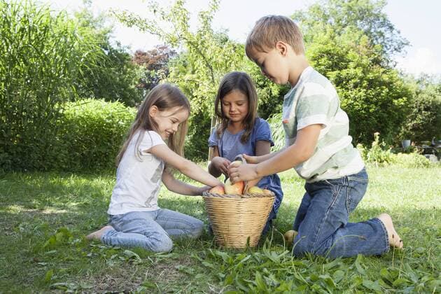 Three children collecting apples on meadow model released Symbolfoto property released  RBF003189