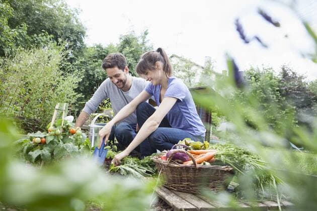 Smiling couple gardening in vegetable patch model released Symbolfoto property released  RBF003208