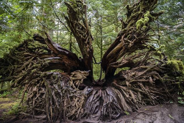  Cathedral Grove, Pacific Rim Nationalpark, Vancouver Island, British Columbia, Kanada, Nordamerika Copyright: imageBROKER/SonjaxJordan ibxjor04250753.jpg